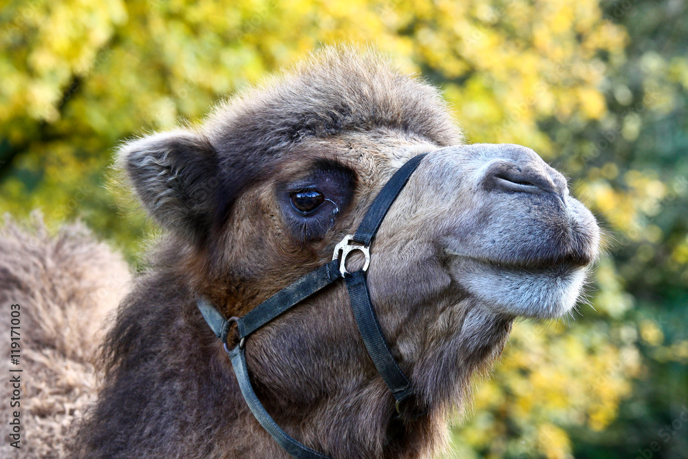 Kamel - Camelidae - Trampeltier