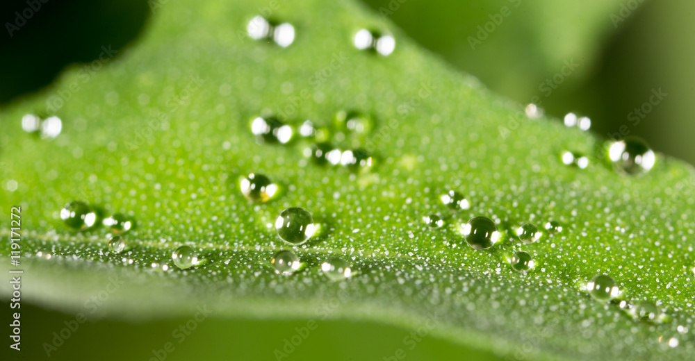 water drops on a green leaf water drops on a green leaf