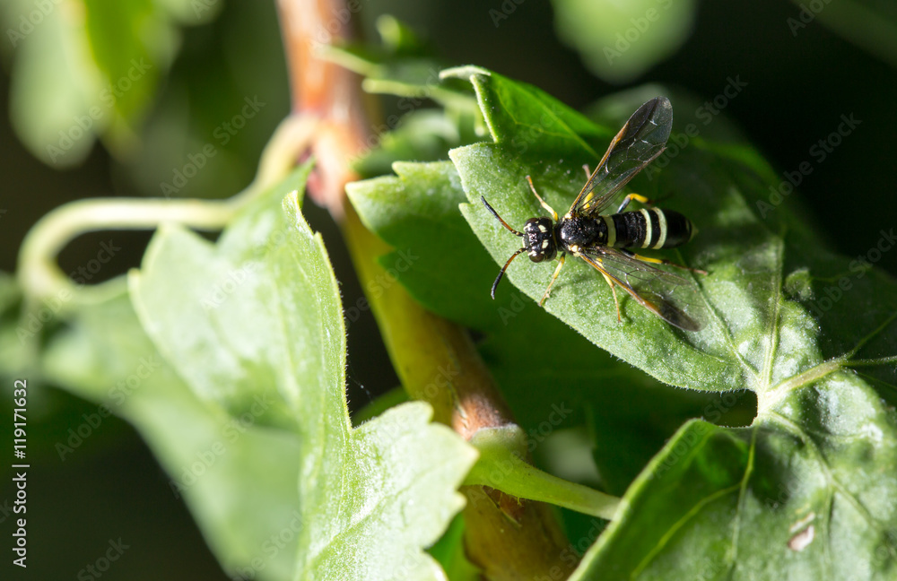 wasp on a green leaf wasp on a green leaf