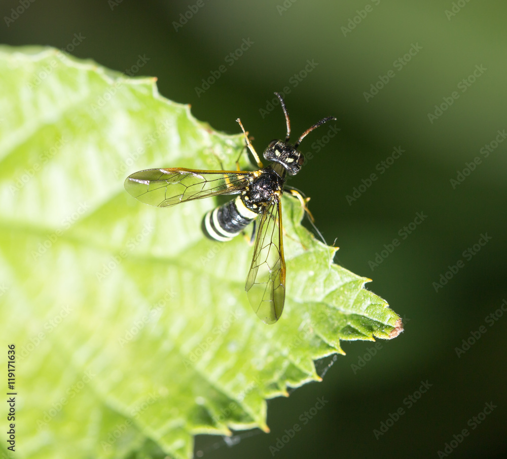 wasp on a green leaf wasp on a green leaf