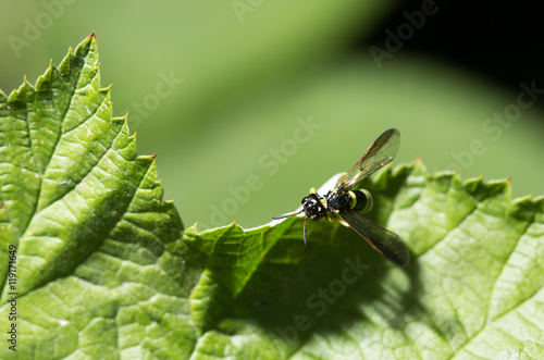 wasp on a green leaf