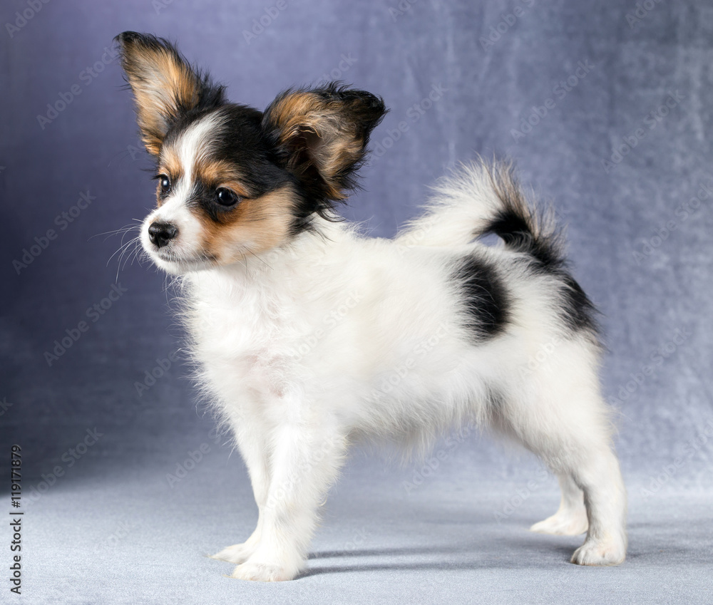 Cute puppy of the Continental Toy spaniel - Papillon - on a blue-gray background