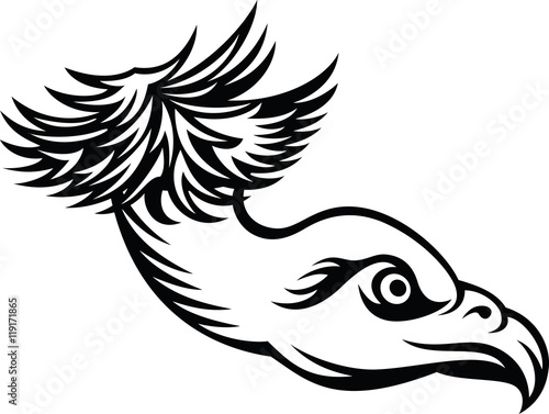 head of predatory bird, black and white color