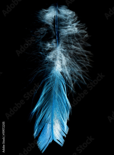 feather on a black background in inversion