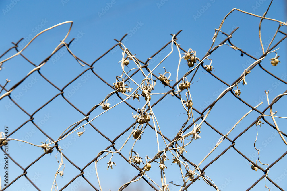 dry climber on a metal fence on a background of blue sky dry climber on a metal fence on a background of blue sky