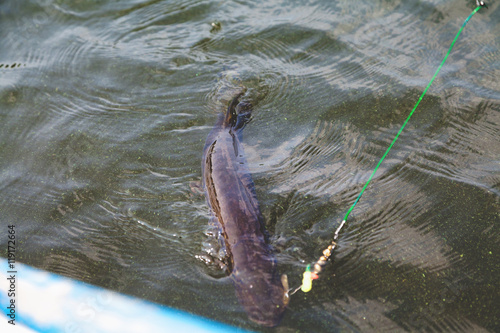 Caught pike swimming in water at tackle