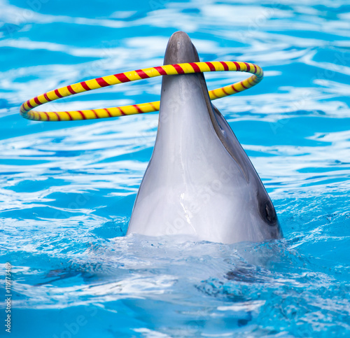 dolphin spinning hoop in the pool