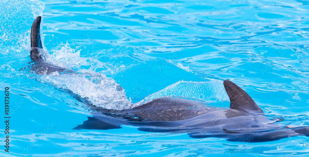 Fototapeta premium Dolphin in the pool