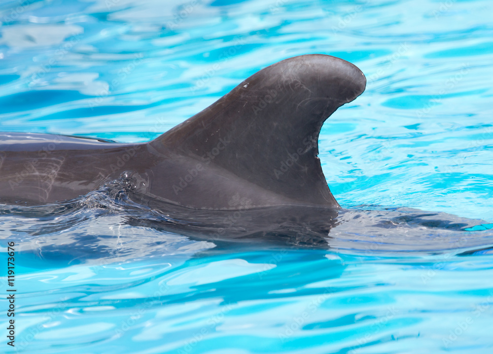 Obraz premium fin dolphin in the pool