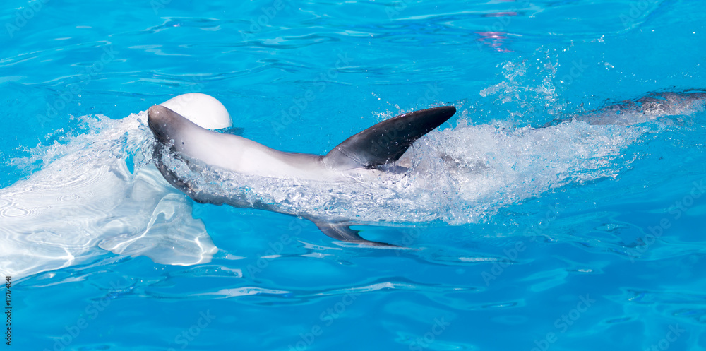 Naklejka premium fin dolphin in the pool