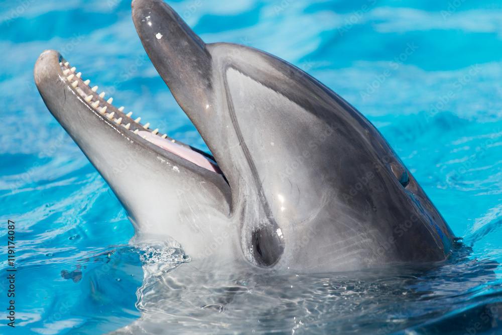 Fototapeta premium Dolphin in the pool