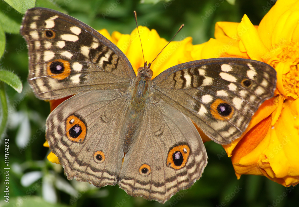 Obraz premium Lemon Pansy