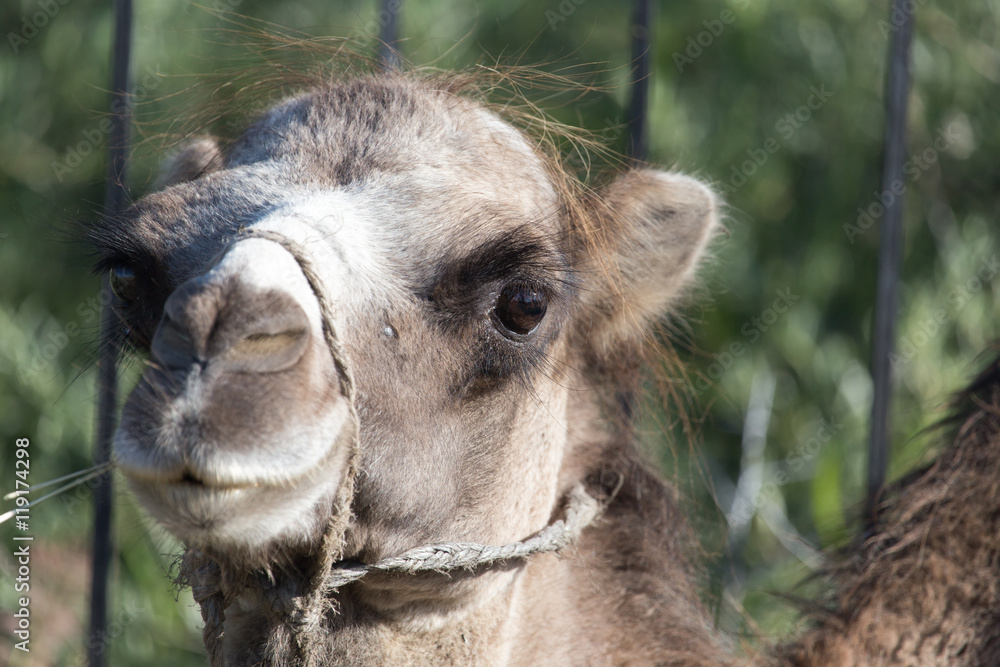 Fototapeta premium Camel in nature
