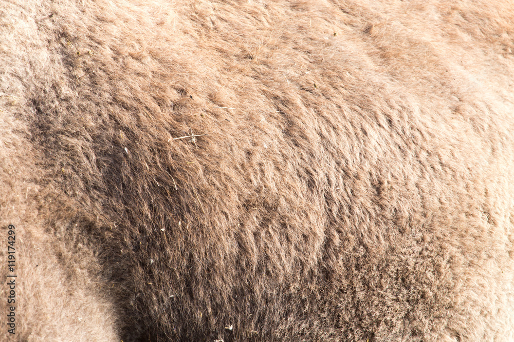 Naklejka premium camel wool as background