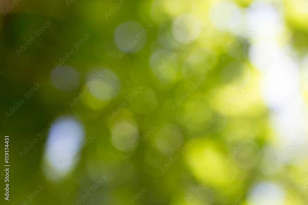 nature green bokeh as a background nature green bokeh as a background