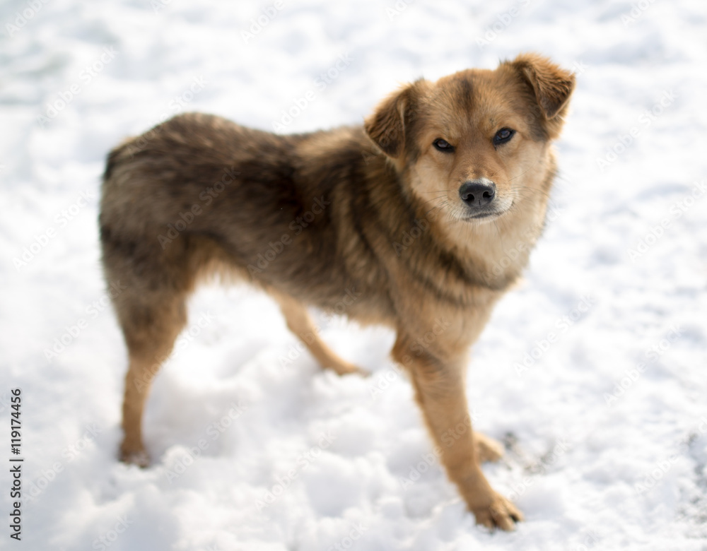 dog portrait outdoors in winter dog portrait outdoors in winter