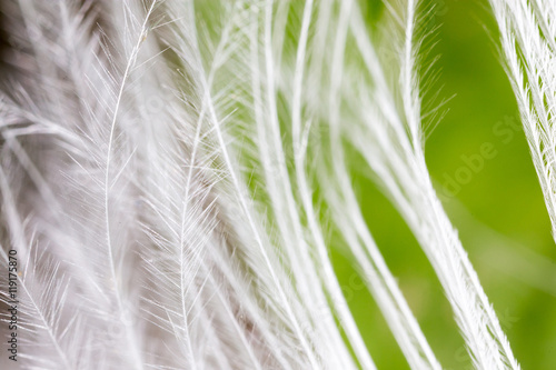 feather on a green background