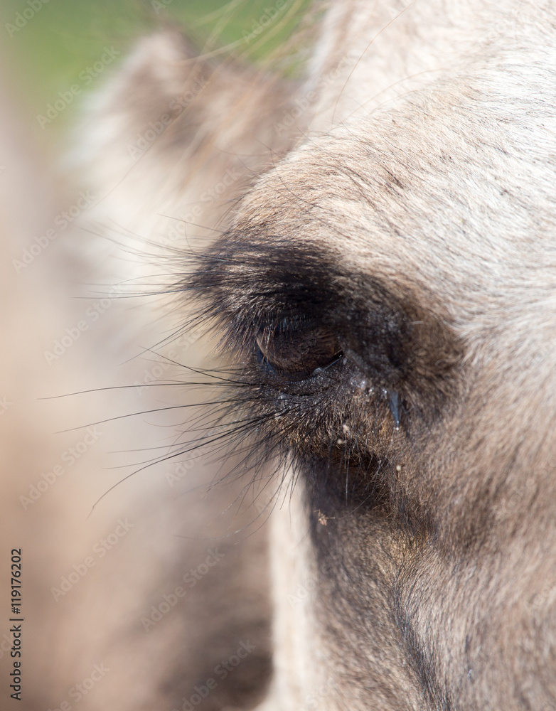 Eyes of a camel