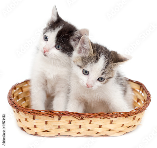 two kittens in a basket on a white background © schankz