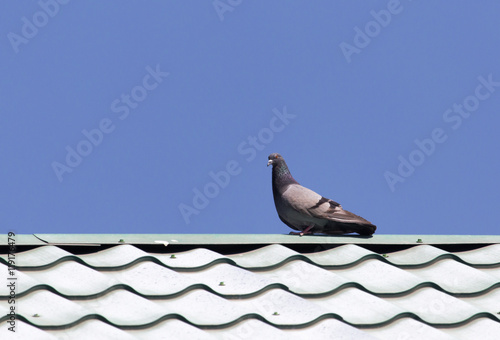 pigeon on the roof