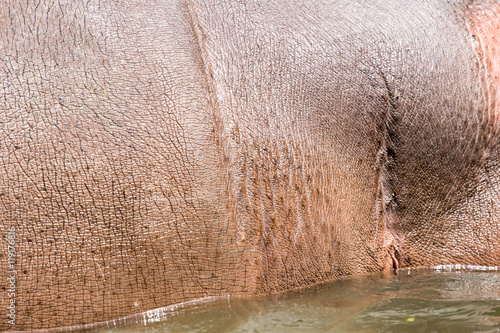Photo hippopotamus leather as a background