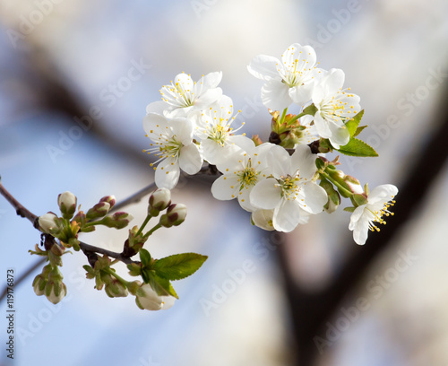 flowers on the tree against the blue sky © schankz