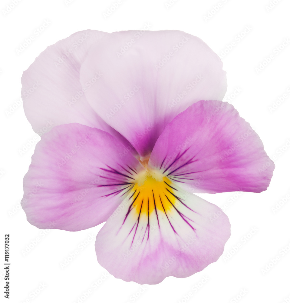 magenta pansy bloom on white