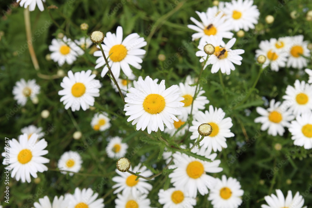 Fototapeta premium beautiful white daisies flowers bloom