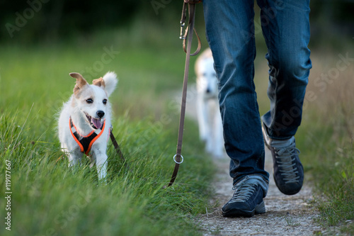 Fototapeta Naklejka Na Ścianę i Meble -  Gassigehen