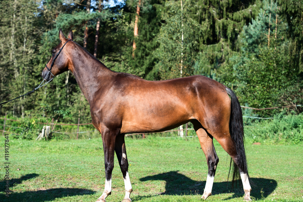 exterior of bay purebred akhalteke mare exterior of bay purebred akhalteke mare