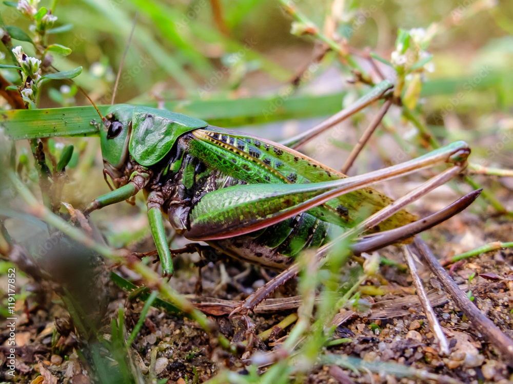 Acrididae hides in the grass. Locust active jumping insects. Large grasshopper in the summer. Bouncing strong locust. Acrididae hides in the grass. Locust active jumping insects. Large grasshopper in the summer. Bouncing strong locust.