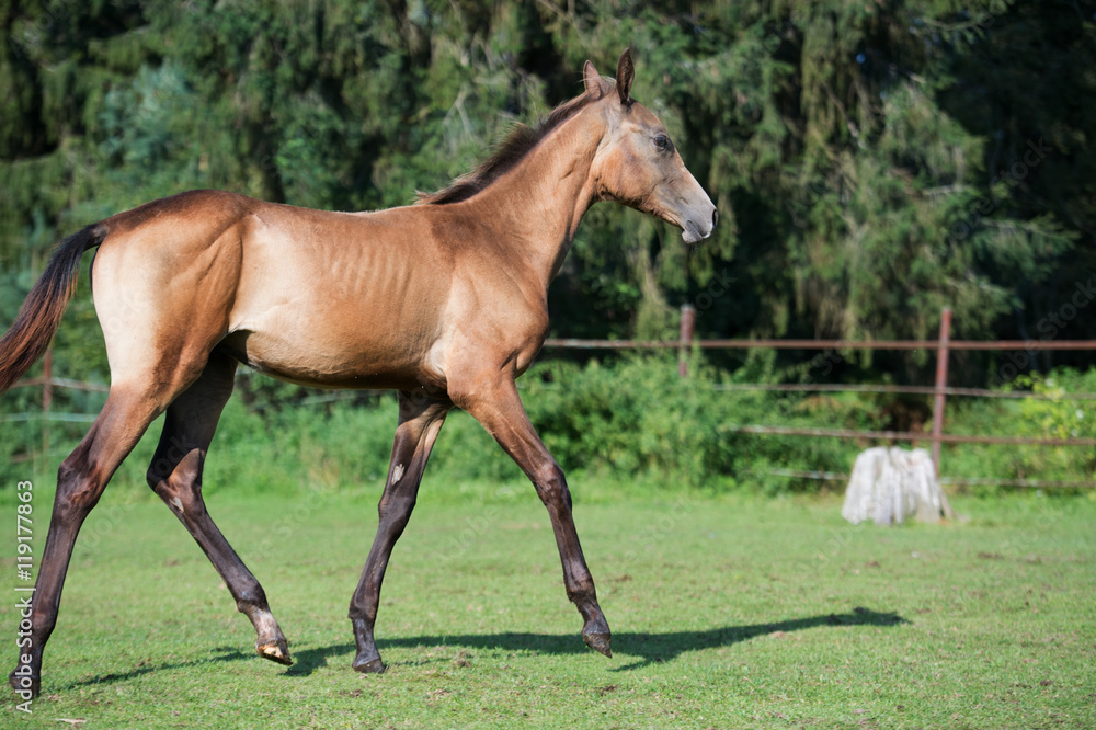 running purebred akhalteke foal in the paddock running purebred akhalteke foal in the paddock