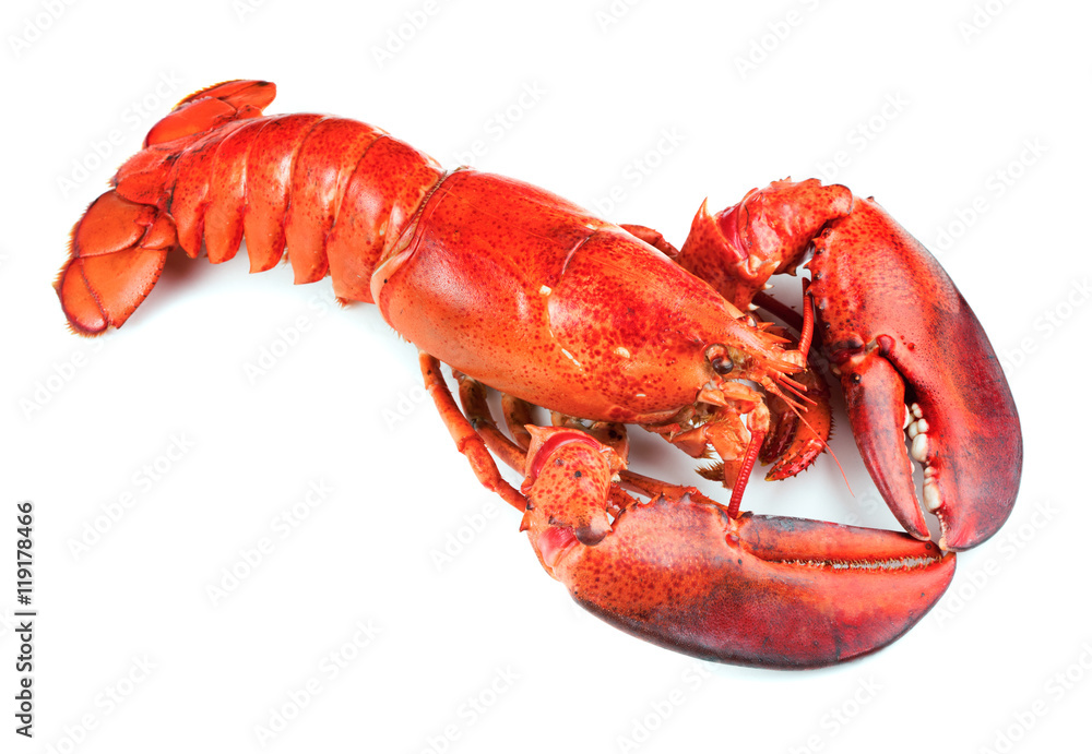 Red lobster isolated on white background Red lobster isolated on white background