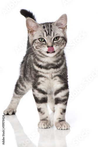 Fototapeta Naklejka Na Ścianę i Meble -  Kätzchen schleckt sich die Nase