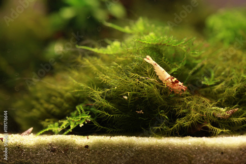 underwater world -  shrimp in sweet water aquarium © agarianna
