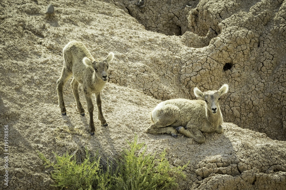 Pair of Big Horn Lambs / On a cliff in Badlands National Park South Dakota Pair of Big Horn Lambs / On a cliff in Badlands National Park South Dakota