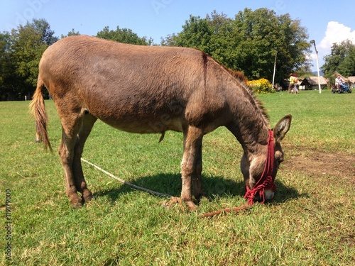 Photograph of grey donkey in field