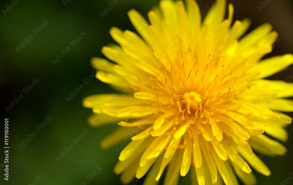 yellow dandelion flower on green background yellow dandelion flower on green background