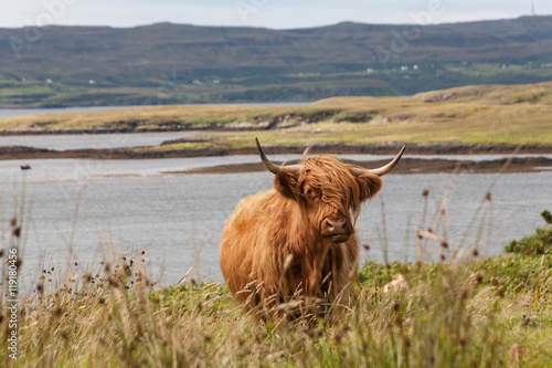 A highland Cow at Dunvegan on the Isle of Skye, Scotland photo
