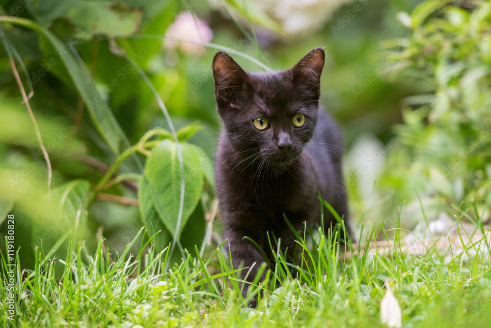 Schwarzes Kätzchen erkundet den Garten