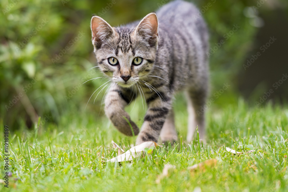 Junges Kätzchen läuft durch den Garten