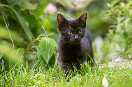 Fototapeta Naklejka Na Ścianę i Meble -  Schwarzes Kätzchen erkundet den Garten