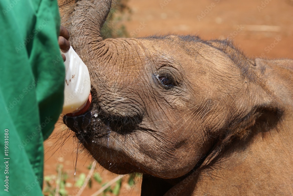 Fototapeta premium Surrogate Mother. Feeding of Young Elephant at David Sheldrick Wildlife Trust facilities