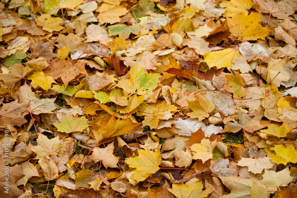 Beginning of winter, end of autumn, leaves under snow, frozen Beginning of winter, end of autumn, leaves under snow, frozen