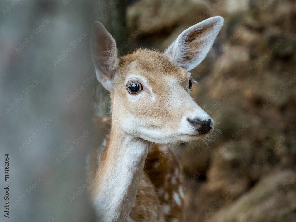 Young fallow deer Cervus dama behind a tree Young fallow deer Cervus dama behind a tree