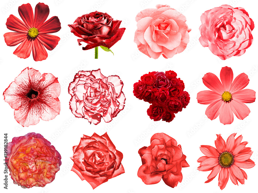 Mix collage of natural and surreal red flowers 12 in 1 Mix collage of natural and surreal red flowers 12 in 1