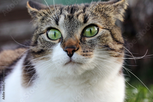 Ein lustiger neugieriger Katzenblick