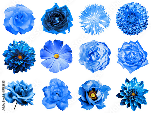 Mix collage of natural and surreal blue flowers 12 in 1