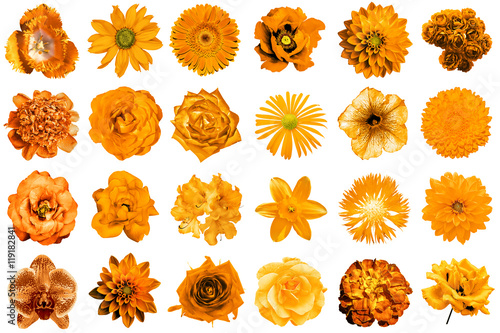 Mix collage of natural and surreal orange flowers 24 in 1