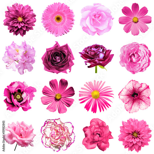 Mix collage of natural and surreal pink flowers 16 in 1